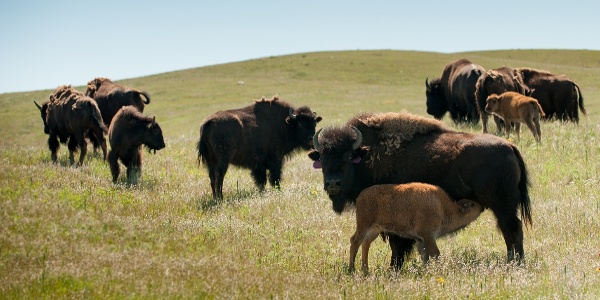 Bison, Fort Belknap Reservation, Buffalo Tours