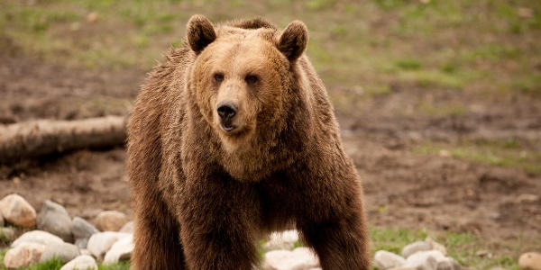 Montana Grizzly Encounter, near Bozeman