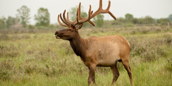 Bull elk in velvet Slippery Ann Elk Viewing Area