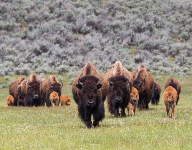 Bison herd on the move with calves in Lamar Valley