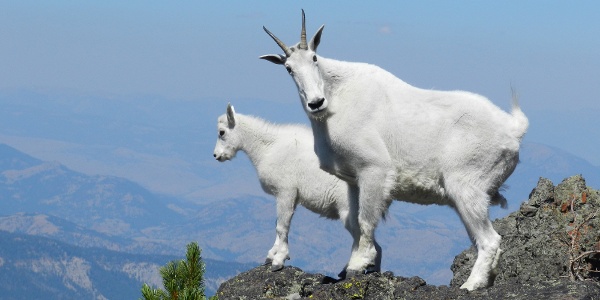Nanny mountain goat with her kid on Sepulcher Moun