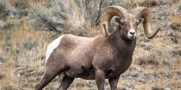 Ram in Gardner Canyon Yellowstone National Park