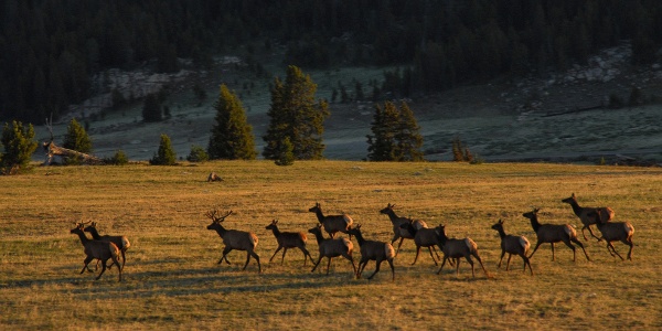 Elk herd, Absaroka-Beartooth Wilderness Area, MT