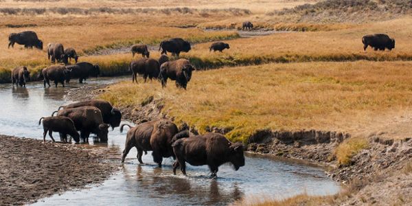 Bison, Rose Creek, Lamar Valley, Yellowstone